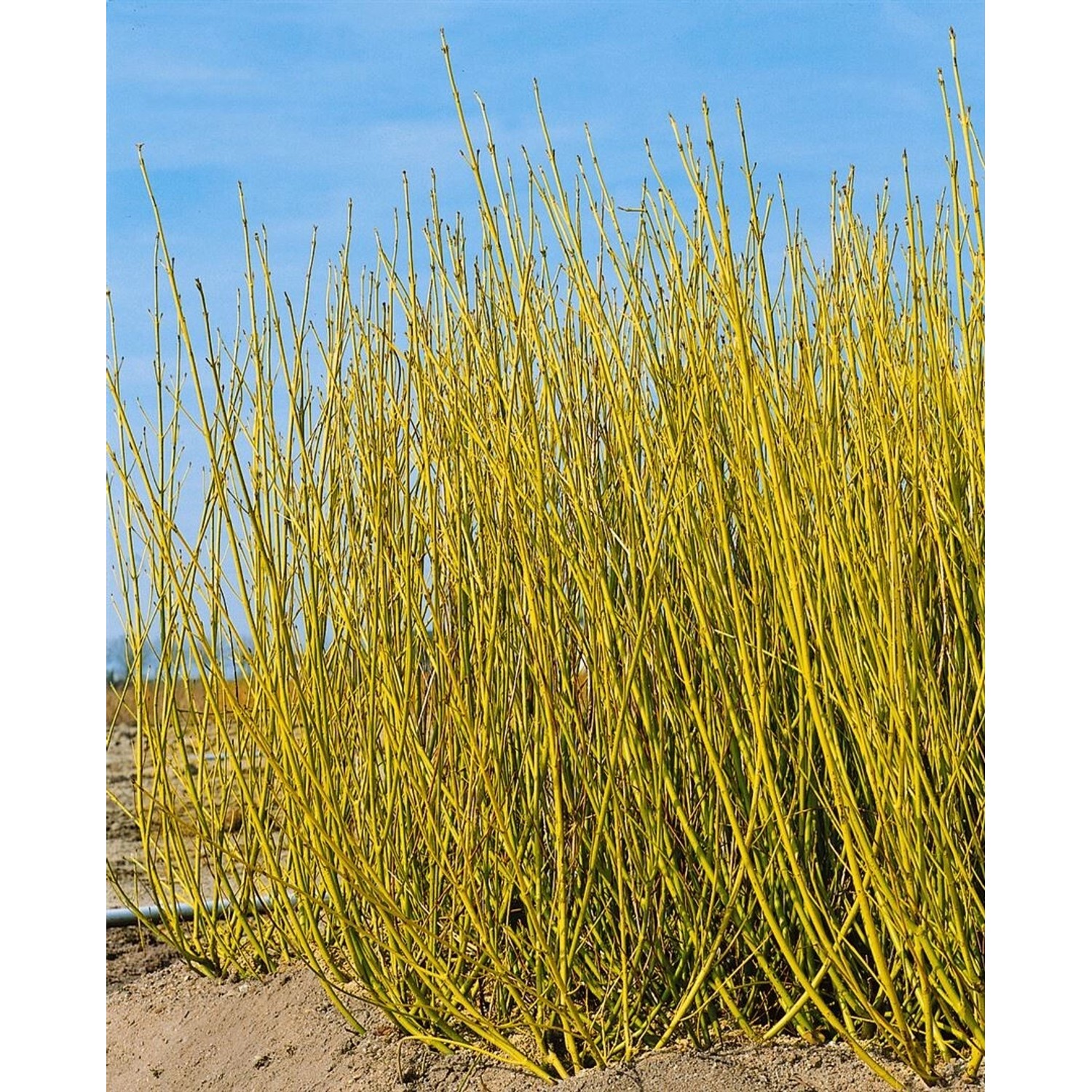 Cornus Sericea Flaviramea Gelbholz-Hartriegel Grün-Gelb 60–100 cm günstig online kaufen