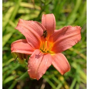 Nahaufnahme einer rosa Taglilie 'Pink Damask' Staude mit gelber Mitte.