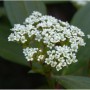 Nahaufnahme des Immergrünen Zwergschneeballs (Viburnum davidii) mit weißen Blüten.