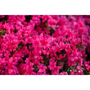 Nahaufnahme des Rhododendron Obtusum Melina mit rosa Blüten.