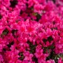 Nahaufnahme des Rhododendron Obtusum Melina mit rosa Blüten.