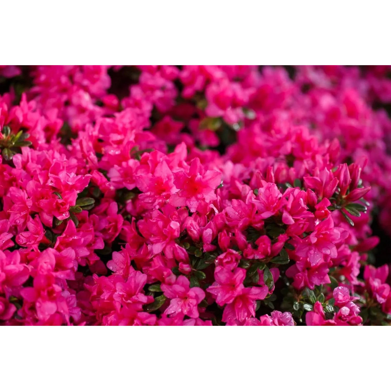 Nahaufnahme des Rhododendron Obtusum Melina mit rosa Blüten.