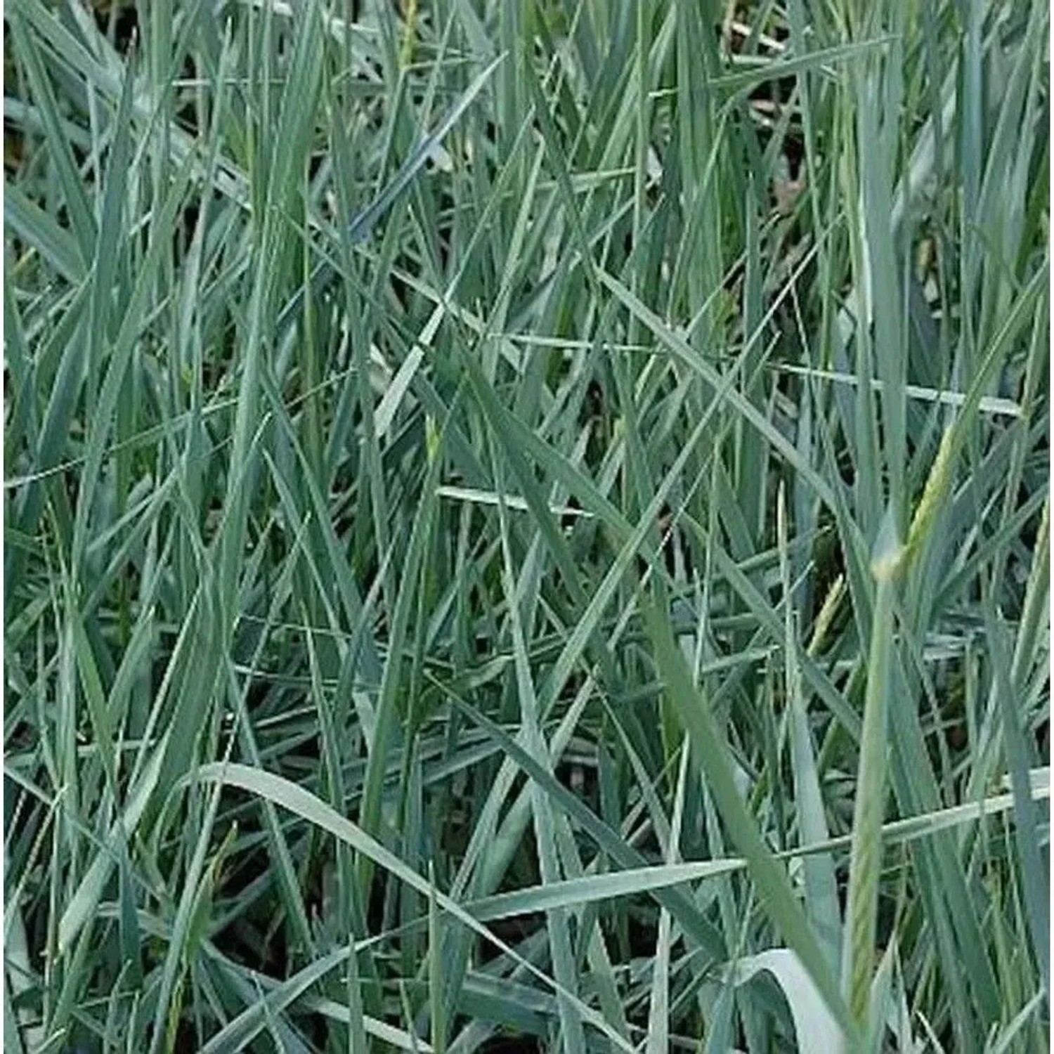 Strandroggen - Leymus arenarius