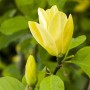 Nahaufnahme einer gelben Magnolia Daphne Blüte mit Knospe vor grünem Laub.