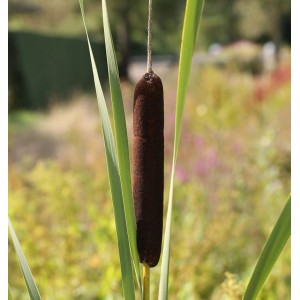 Feinblättriger Rohrkolben (Typha gracilis) mit braunem Kolben und grünen Blättern.