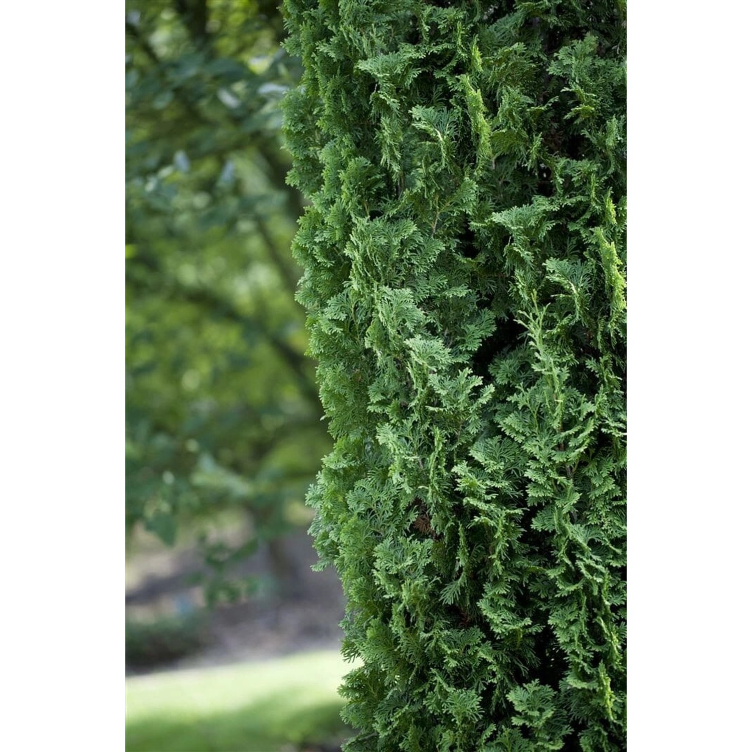Thuja occidentalis 'Degroot Spire' 30-40 cm günstig online kaufen