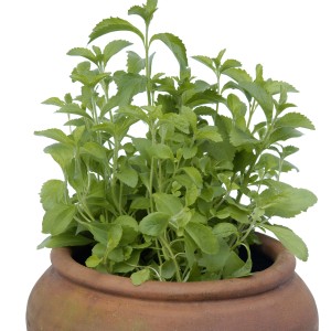 Blu Bio-Süßkraut Stevia im Topf, eine Küchenkräuter-Pflanze mit grünen Blättern.