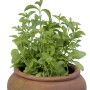 Blu Bio-Süßkraut Stevia im Topf, eine Küchenkräuter-Pflanze mit grünen Blättern.