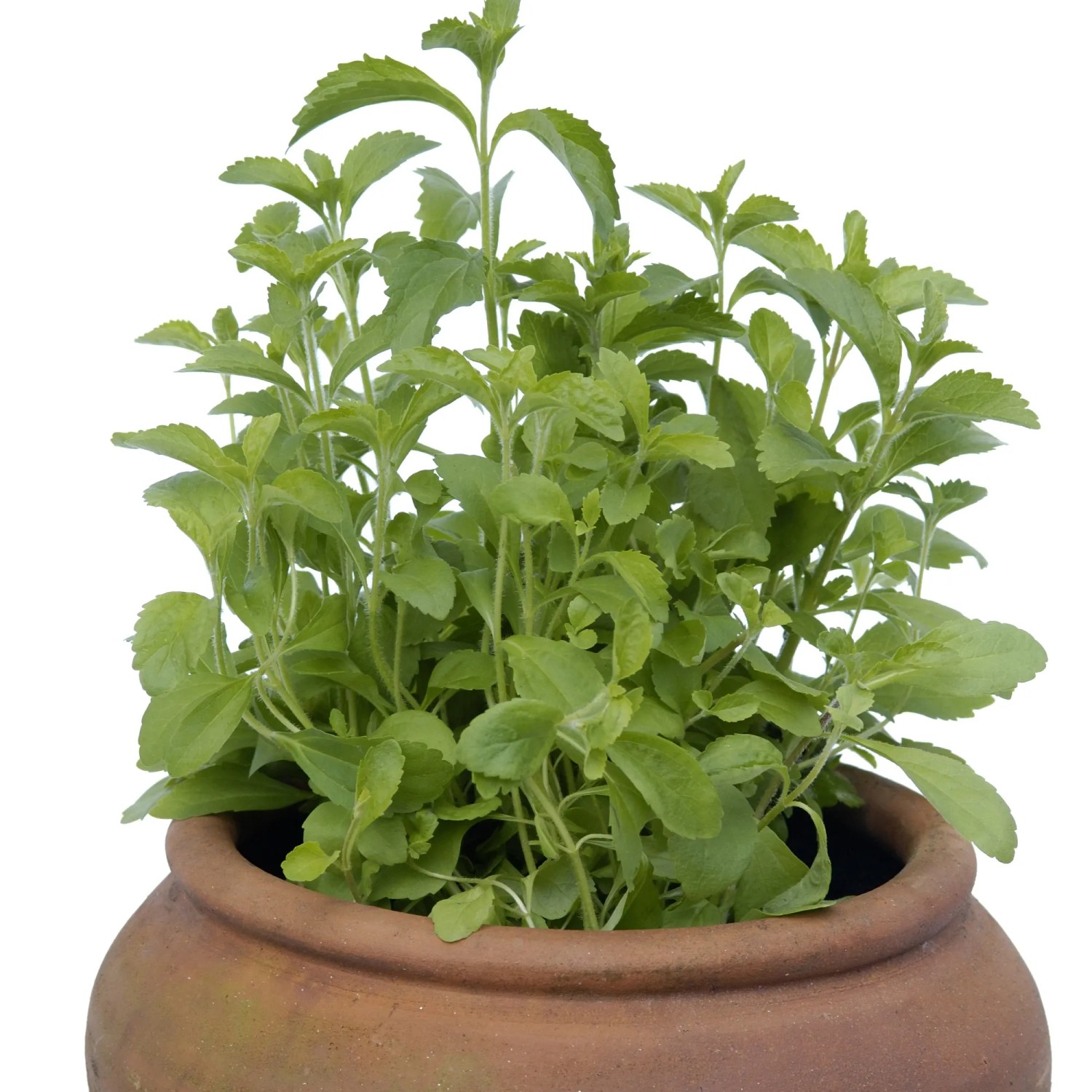 Blu Bio-Süßkraut Stevia im Topf, eine Küchenkräuter-Pflanze mit grünen Blättern.