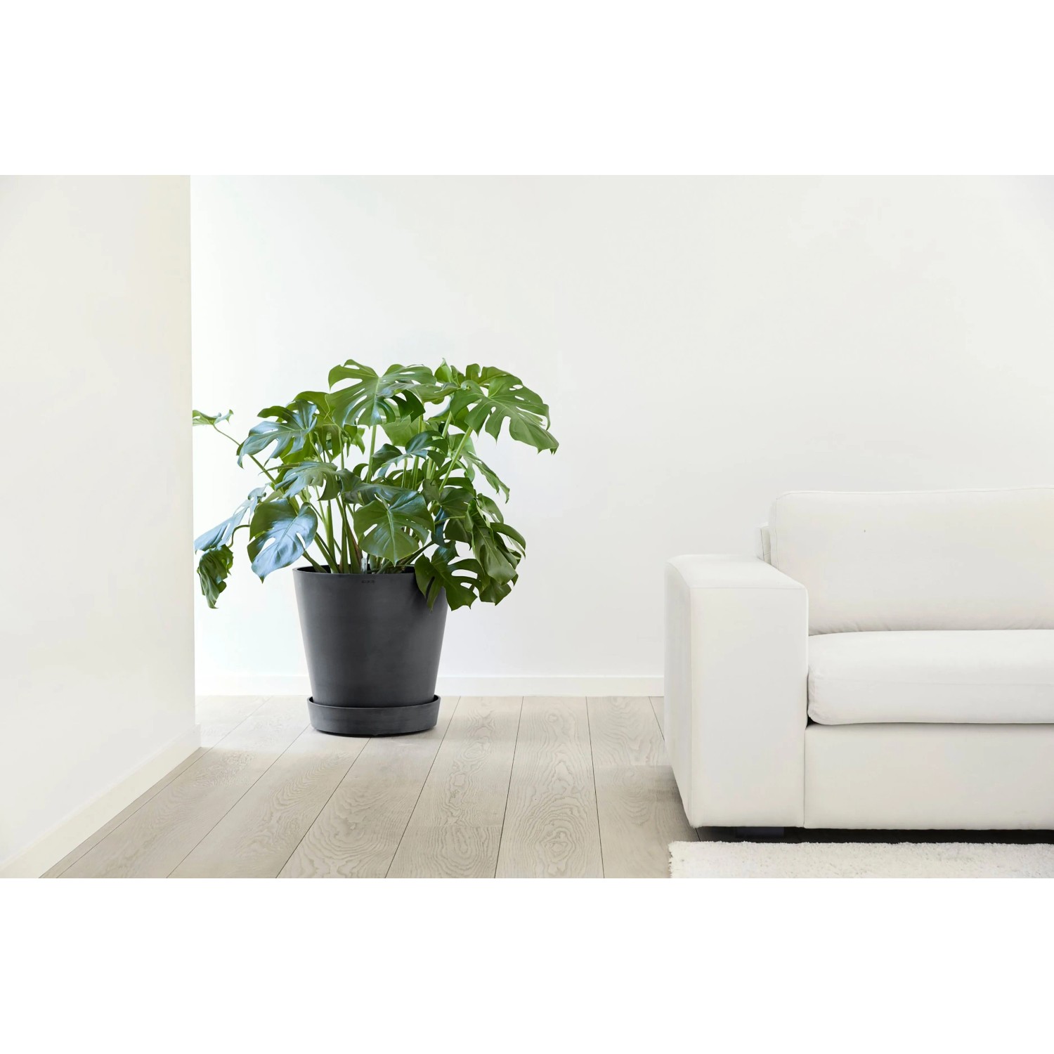 weihnachtsbaum spritzguss Wilde Fichte 1.8m 2.2m 2.5m 2.Geburtstag