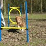 Hund springt durch Agility Sprung-Set (3-teilig) mit Hürden und Ring in Gelb/Blau.