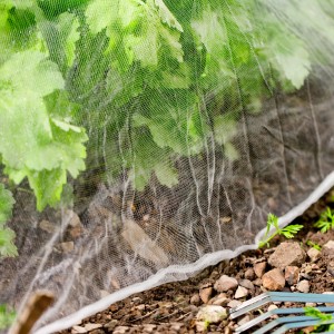 Weißes Windhager Insektenschutznetz (Maschenweite 1,35 mm) über Pflanzen im Garten.
