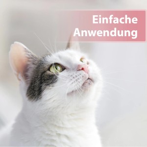 Katze blickt nach oben, Hinweis auf einfache Anwendung der Felisept Augenpflege-Pads.
