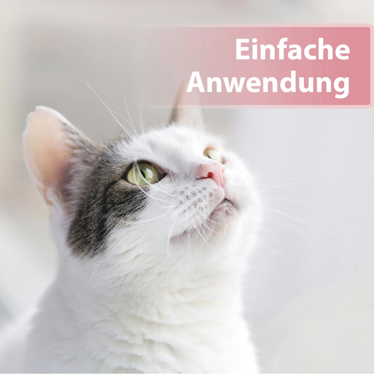 Katze blickt nach oben, Hinweis auf einfache Anwendung der Felisept Augenpflege-Pads.