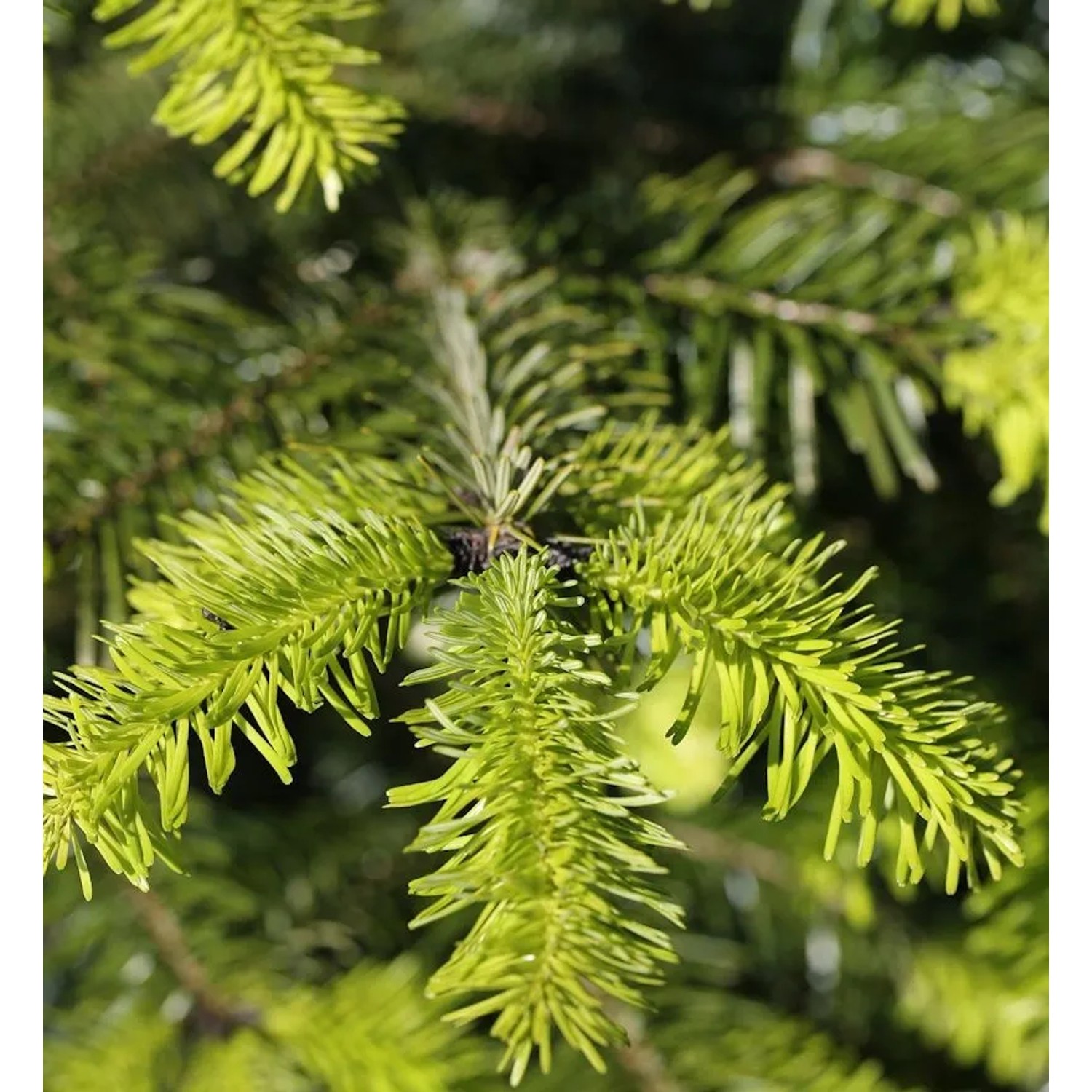 Zwerg Nordmanntanne Astrid 25-30cm - Abies nordmanniana