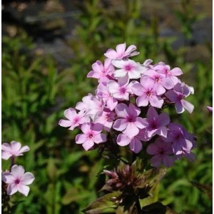 Nahaufnahme der rosa-violetten Blüte der Hohen Flammenblume Lichtspiel (Phlox paniculata).
