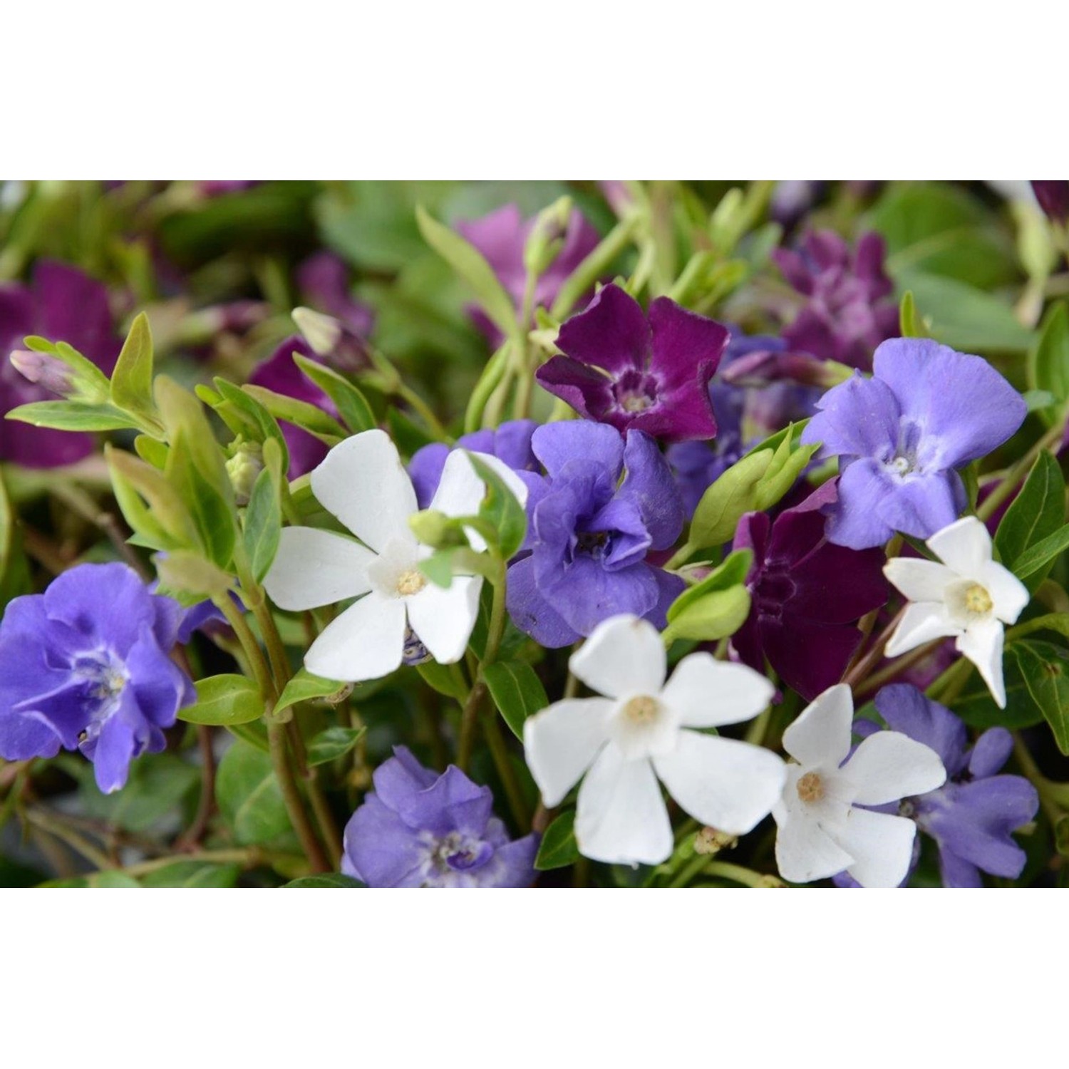 Immergrün Vinca Minor Tricolor mit weißen, blauen und violetten Blüten.