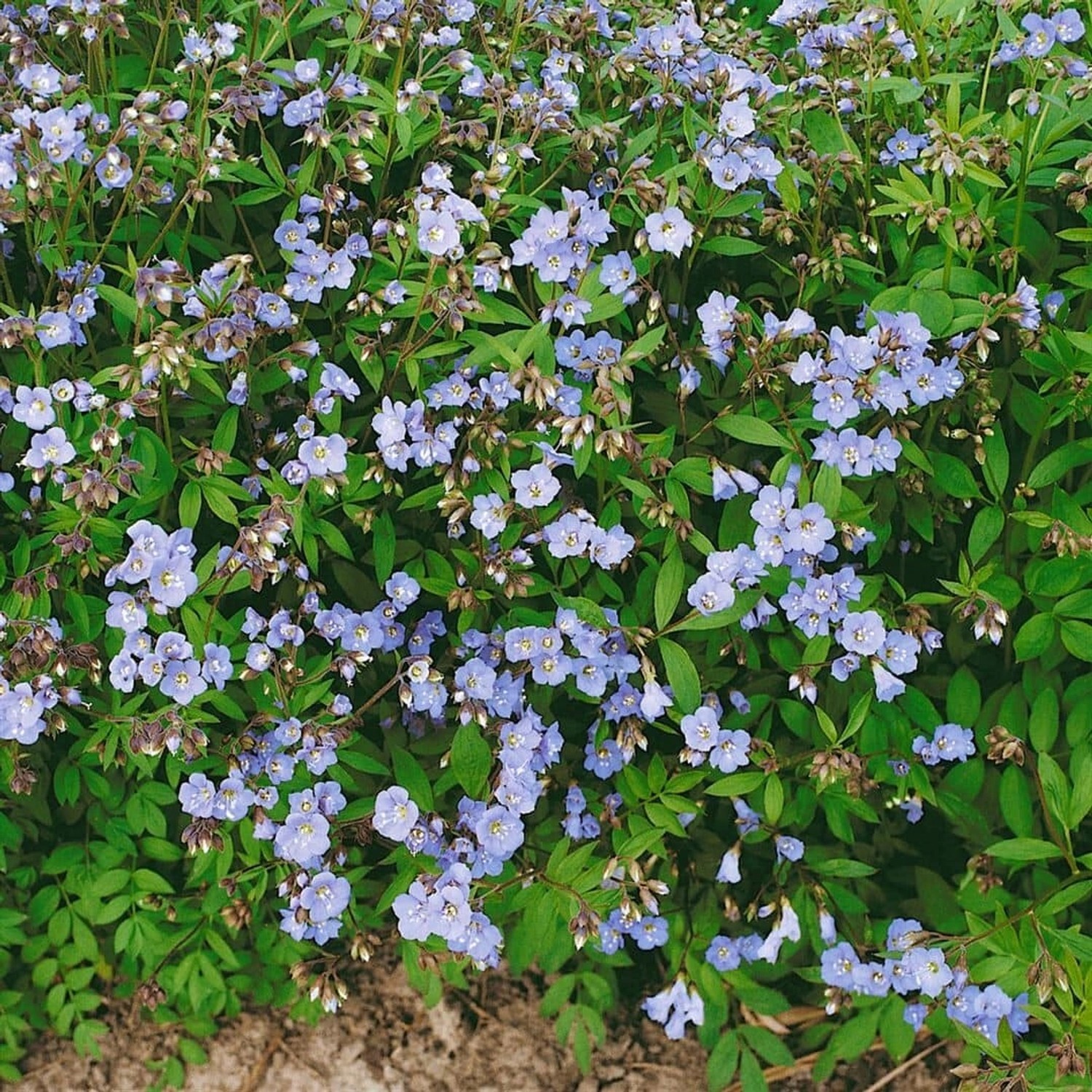 Polemonium Reptans Jakobsleiter Ca. 9x9 cm Topf günstig online kaufen