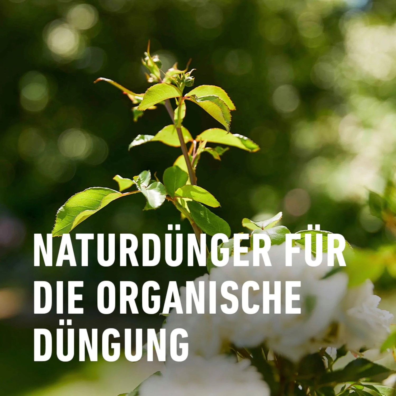 Compo Bio Pferdedung fr Rosen 12 kg kaufen bei OBI