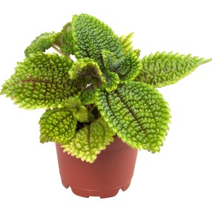 Kanonierblume Moon Valley im braunen Topf, grüne Blattschmuckpflanze für halbschattige Standorte.