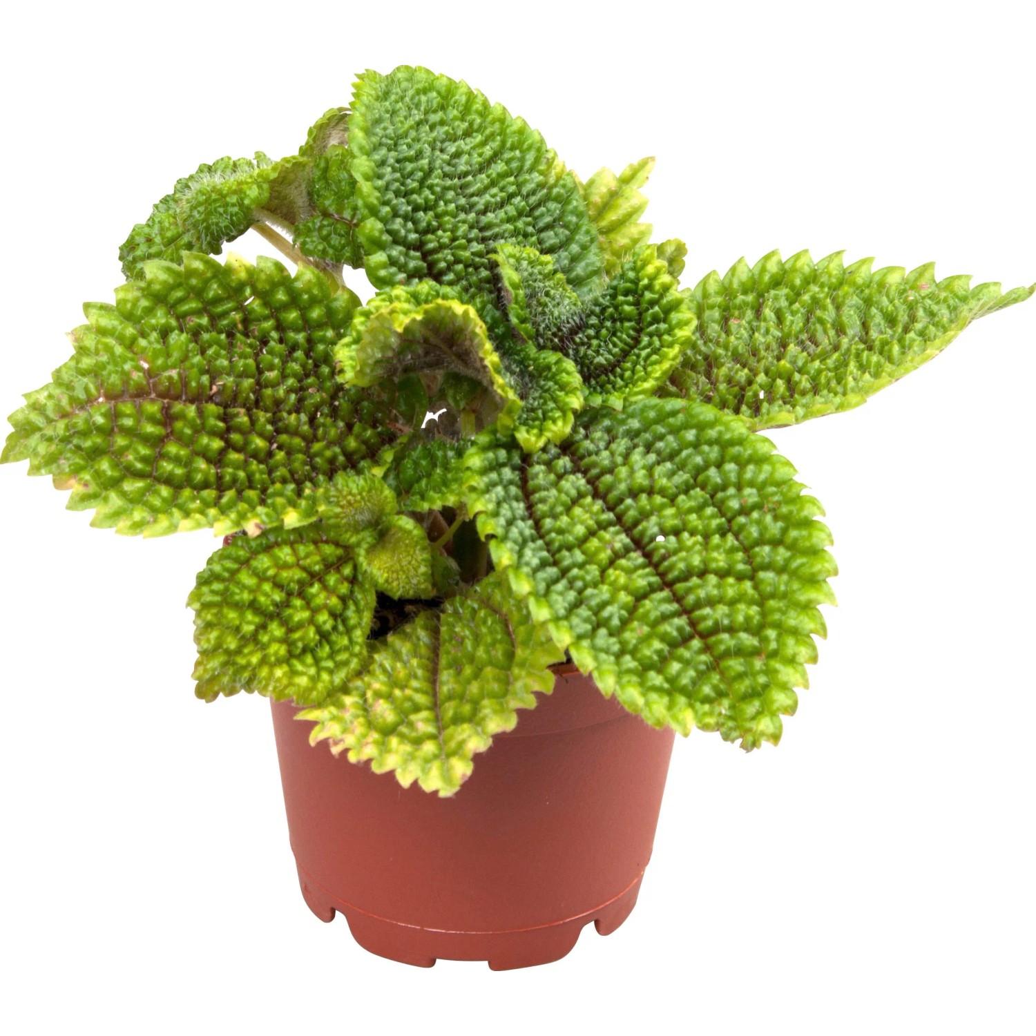 Pilea kaufen bei OBI