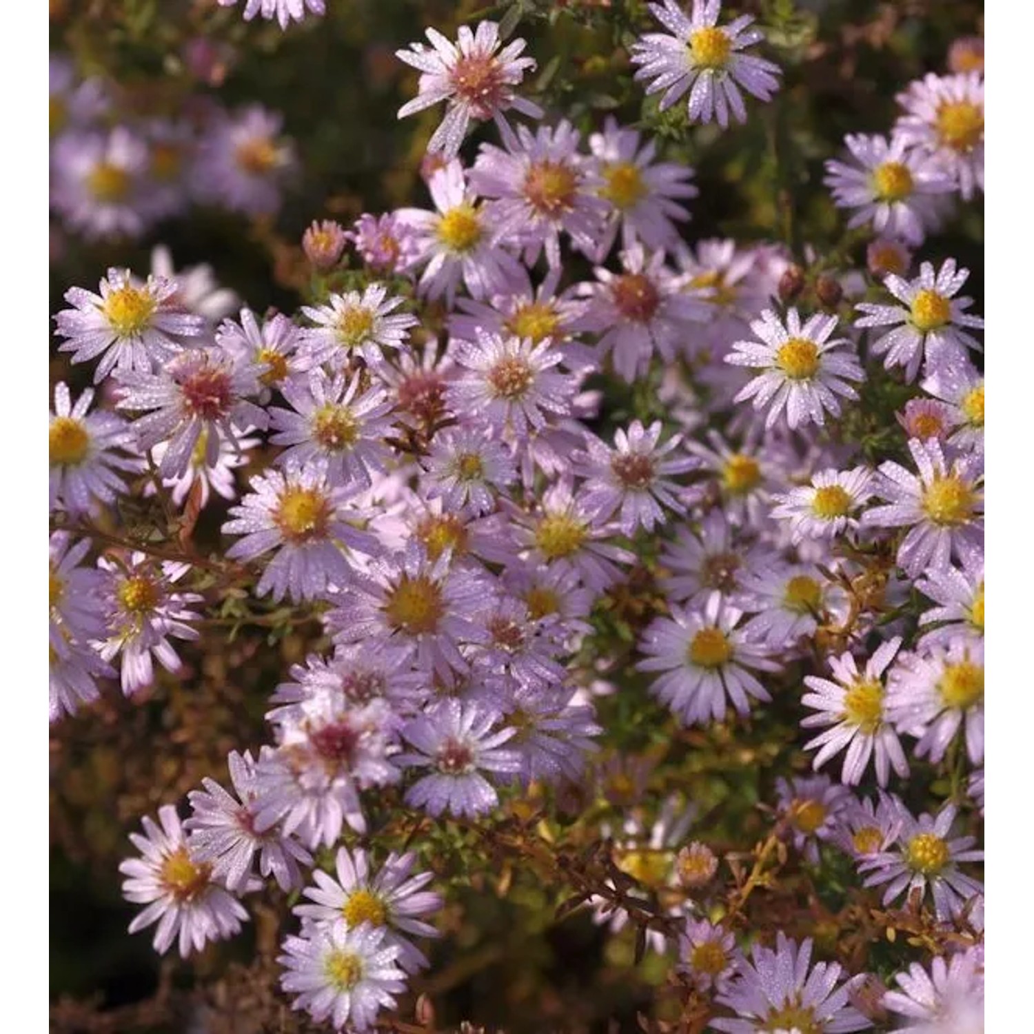 Myrtenaster Pink Cloud - Aster ericoides