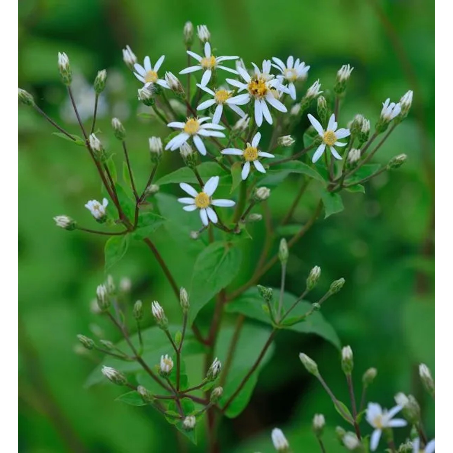 Großblattaster Albus - Aster macrophyllus