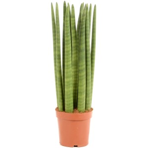 Zylinder-Bogenhanf im Topf, Sansevieria cylindrica, grüne Zimmerpflanze mit zylindrischen Blättern.