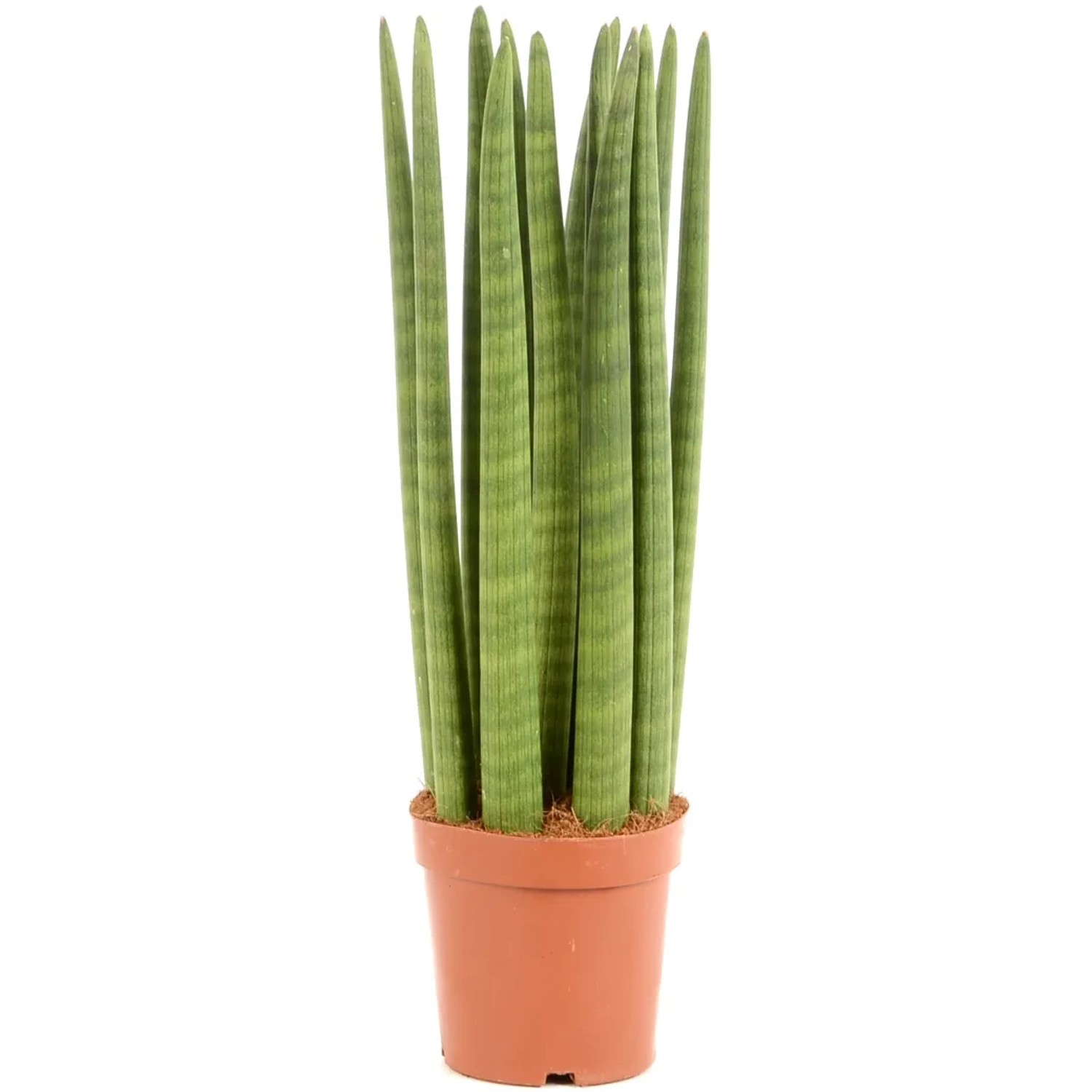 Sansevieria cylindrica 50-60 cm Topf- 17 cm kaufen bei OBI