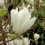 Nahaufnahme einer weißen Magnolie Jade Lamp Blüte, Kategorie Sträucher.