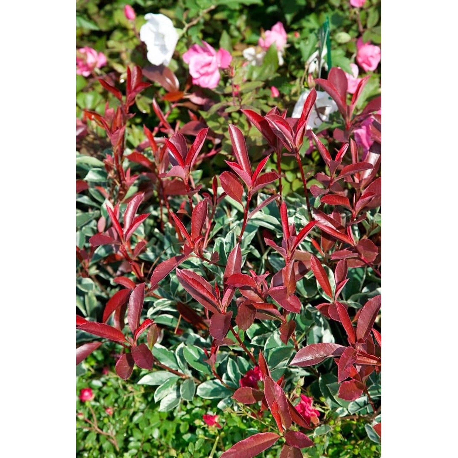 Photinia Fraseri Pink Marble Glanzmispel Buntes Laub 80 cm Stammhöhe günstig online kaufen