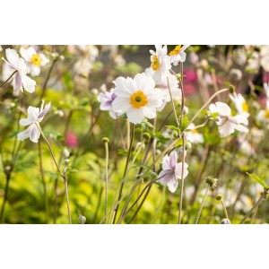 Nahaufnahme der Herbstanemone 'Whirlwind' mit weißen Blüten und gelber Mitte im Garten.