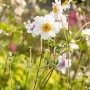 Nahaufnahme der Herbstanemone 'Whirlwind' mit weißen Blüten und gelber Mitte im Garten.