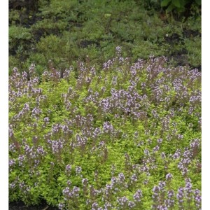 Blühender Zitronen-Thymian 'Lammefjord' (Thymus citriodorus) im Gartenbeet.