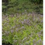 Blühender Zitronen-Thymian 'Lammefjord' (Thymus citriodorus) im Gartenbeet.