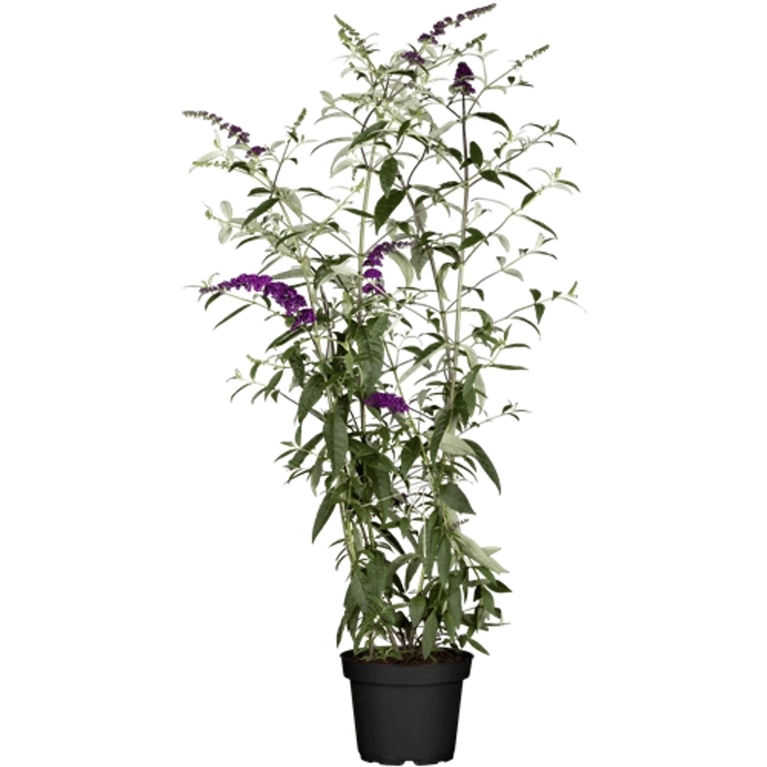 Buddleja Davidii Schmetterlingsstrauch Black Knight 80-100 cm günstig online kaufen