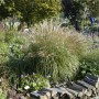 Kompaktes Chinaschilf Miscanthus Adagio im Garten, silberne Blütenstände.