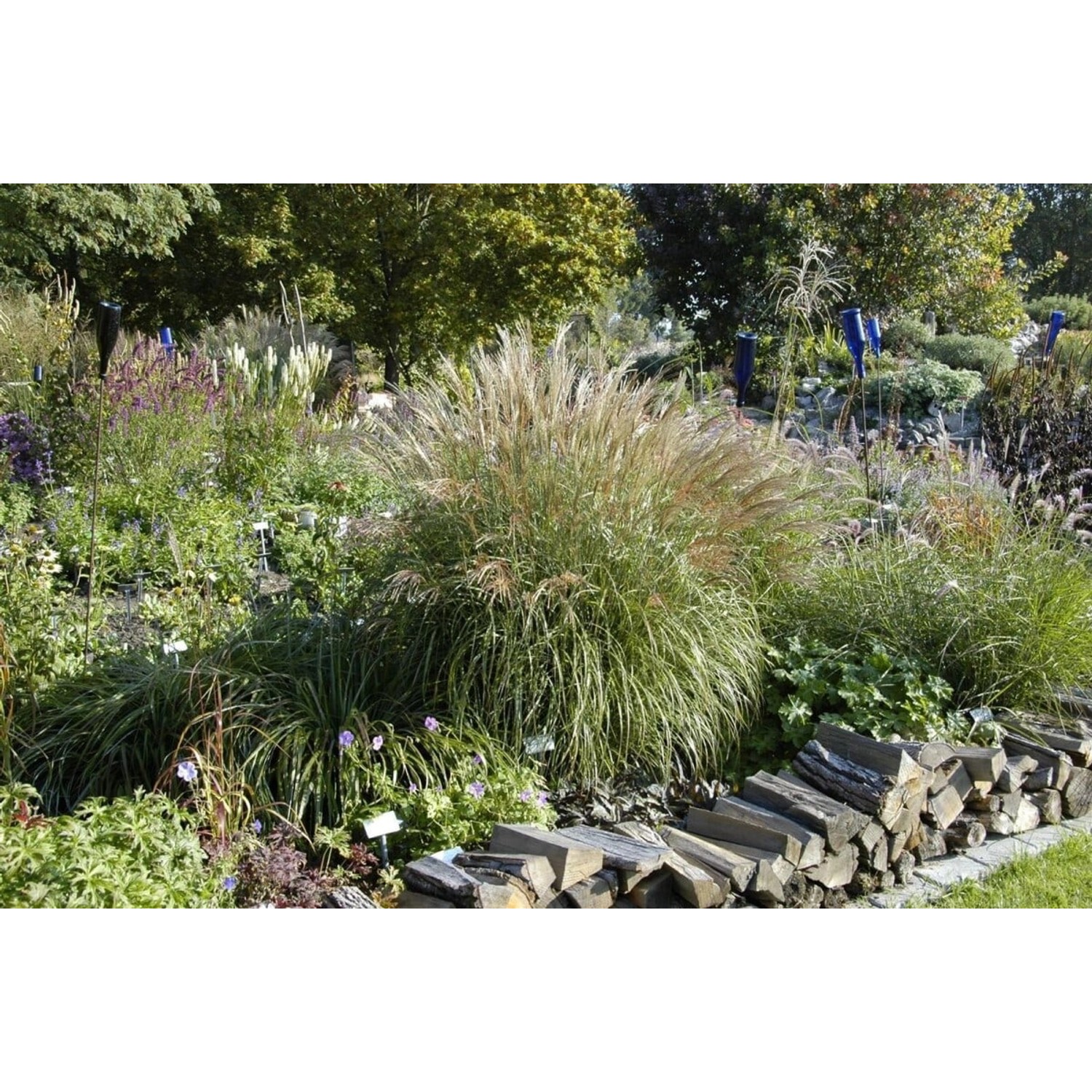 Kompaktes Chinaschilf Miscanthus Adagio im Garten, silberne Blütenstände.