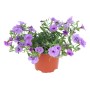 Zauberglöckchen Double Deep Purple im Topf, lila Blüten, Calibrachoa Hybrid.