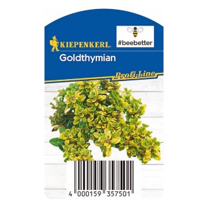 Kiepenkerl Goldthymian im 12 cm Topf: Küchenkräuter mit goldgelben Blättern und zitronigem Aroma.