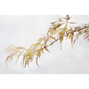 Zweig des Acer Palmatum Crimson Queen, Japanischer Ahorn mit roten Blättern.