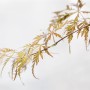Zweig des Acer Palmatum Crimson Queen, Japanischer Ahorn mit roten Blättern.