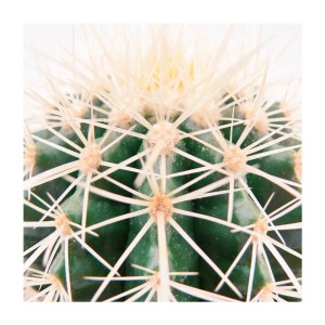 Detailaufnahme eines Echinocactus Grusonii (Schwiegermutterstuhl) im Topf, grüne Kaktusrippen und helle Stacheln.
