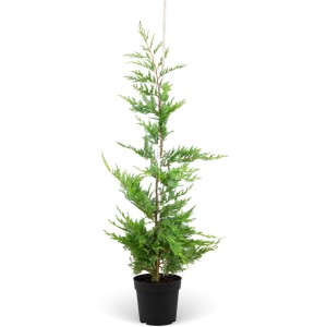 Leylandzypresse Set à 15 Stück Höhe ca. 125 - 150 cm Cupressus × leylandii