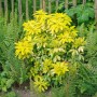Orangenblume 'Brica' (Choisya ternata) mit gelb-grünem Laub im Garten.