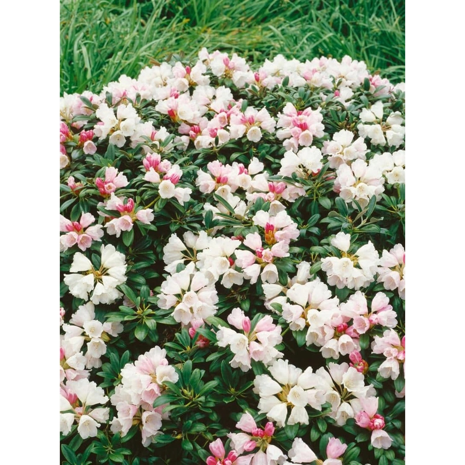 Rhododendron Yakushimanum Weissenburg Weiß 40–50 cm günstig online kaufen