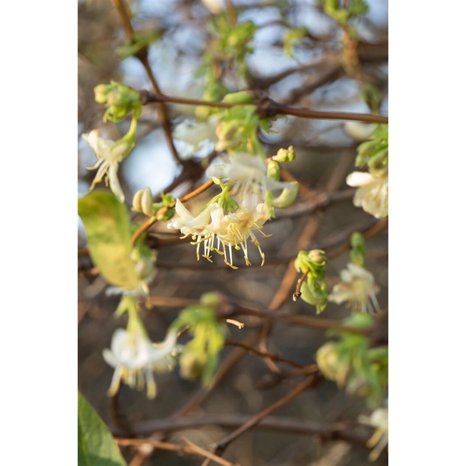 Lonicera Purpusii Winter-Heckenkirsche Cremeweiß 80–100 cm günstig online kaufen