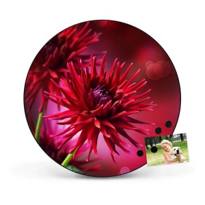 Runde, schwarze Magnettafel (47cm) mit roten Dahlien als Wanddekoration. Inklusive Magnet und Foto.