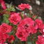 Foto einer Rotilia Floribundarose mit roten Blüten und grünen Blättern.
