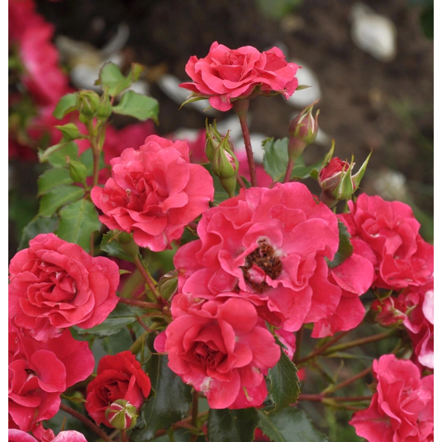 Floribundarose Rotilia 30-60cm günstig online kaufen